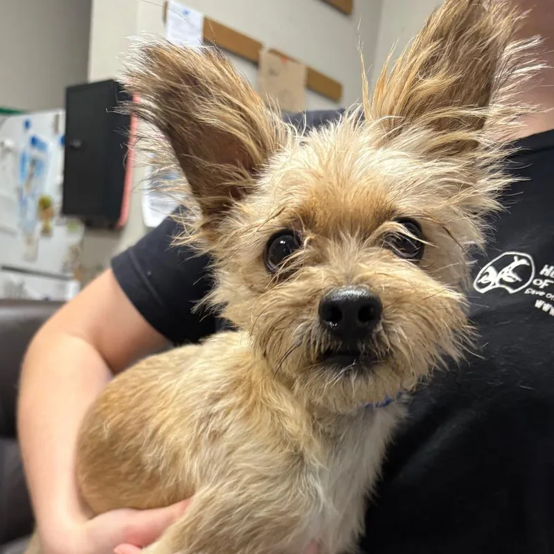 An adult small-sized male Yellow / Tan / Blond / Fawn Terrier dog named Zipper for adoption in Yuma, AZ