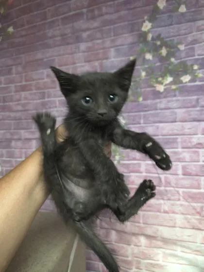 A baby small-sized male Domestic Short Hair cat named Rockie for adoption in Houston, TX