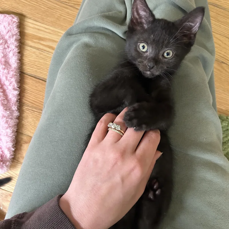A baby small-sized male Black Domestic Short Hair cat named Askja for adoption in Alexandria, VA