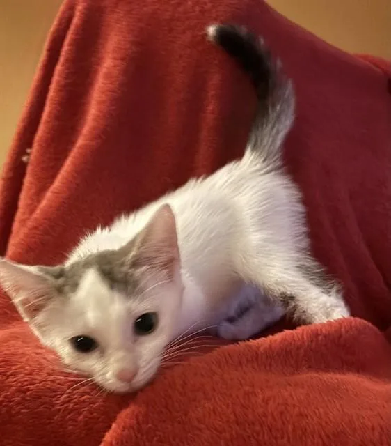 A baby small-sized female Domestic Short Hair cat named Shrimp Kebab for adoption in Louisville, KY