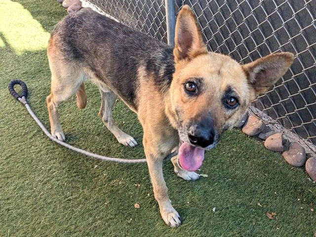 An adult large-sized male German Shepherd Dog dog named Rocky for adoption in Phoenix, AZ