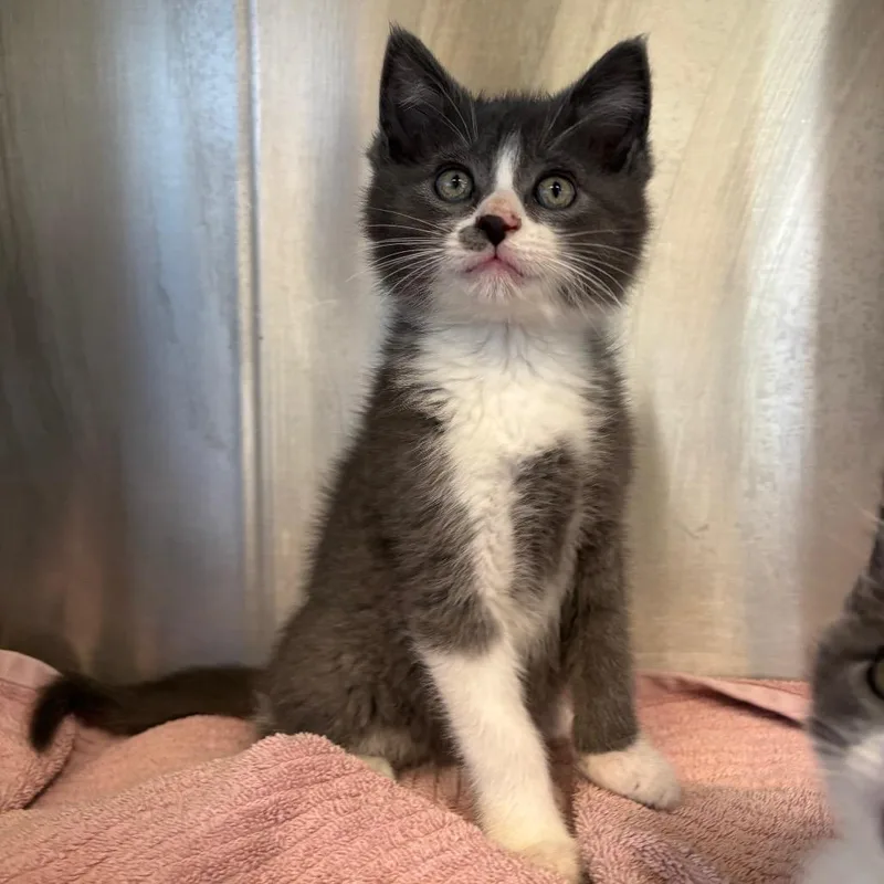 A baby small-sized male Gray / Blue / Silver Domestic Short Hair cat named Baguette for adoption in Washington Township, OH