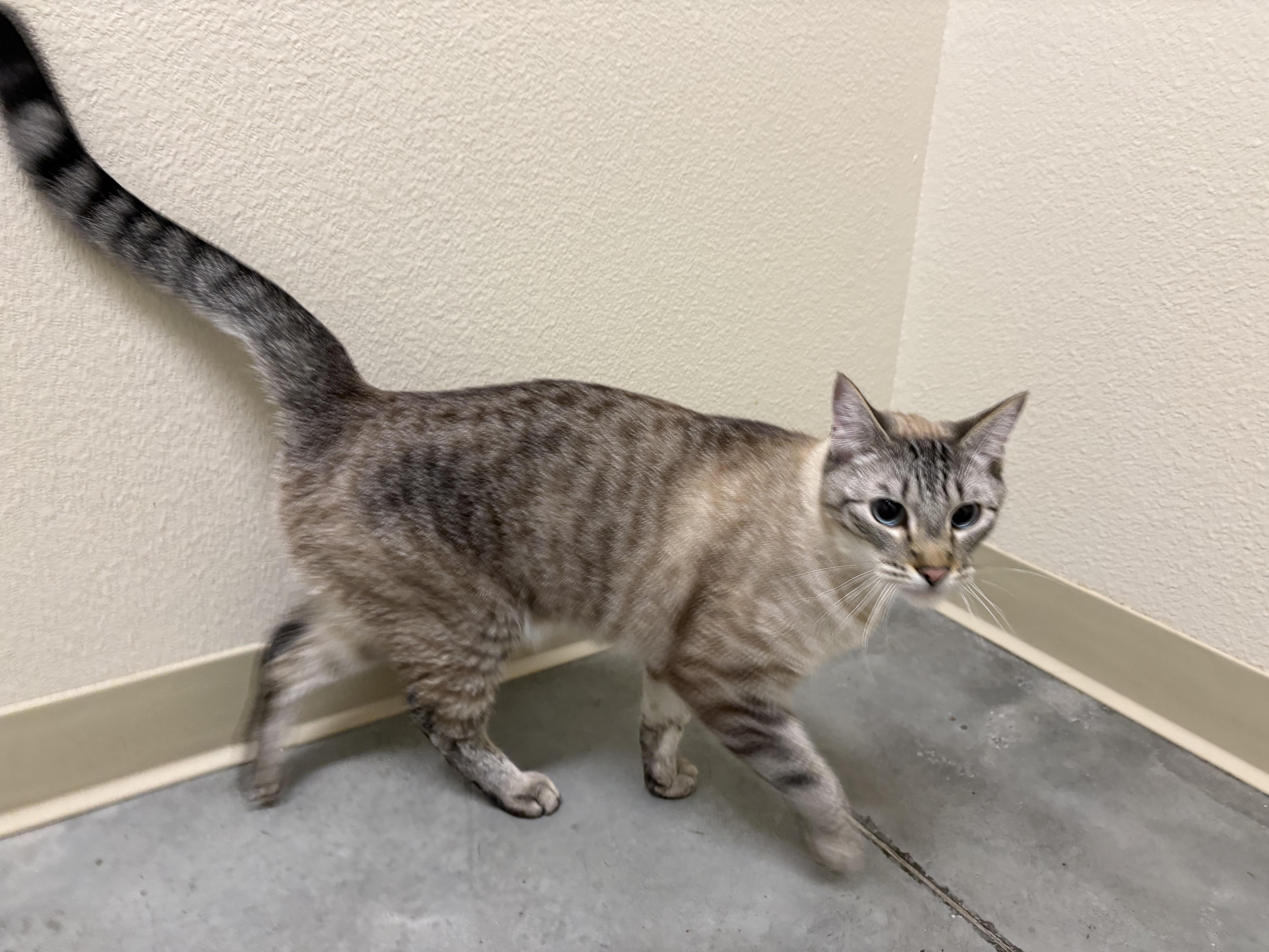 An adult medium-sized male Domestic Short Hair cat named Meeko for adoption in Boise, ID