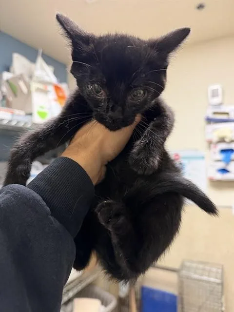 A baby small-sized female Domestic Short Hair cat named Reese for adoption in Riverside, CA