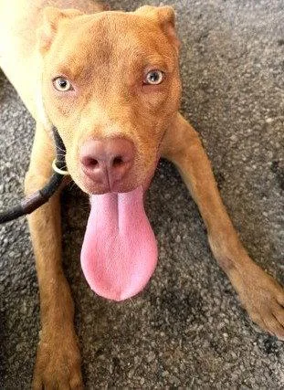Xavier