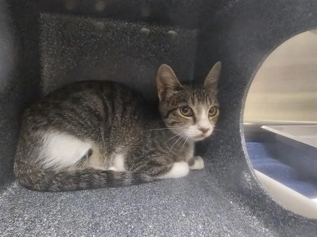 A baby small-sized male Domestic Short Hair cat named Louis for adoption in Pueblo, CO