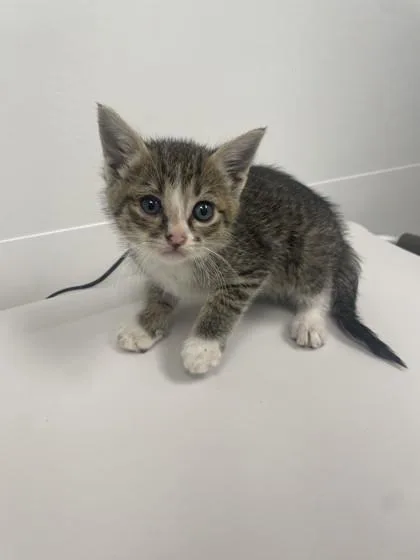A baby small-sized female Domestic Short Hair cat named Toffee for adoption in Roseville, CA