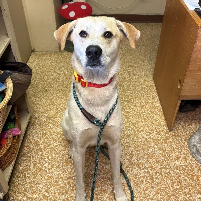 An adult large-sized male White / Cream Anatolian Shepherd dog named Max for adoption in Chehalis, WA