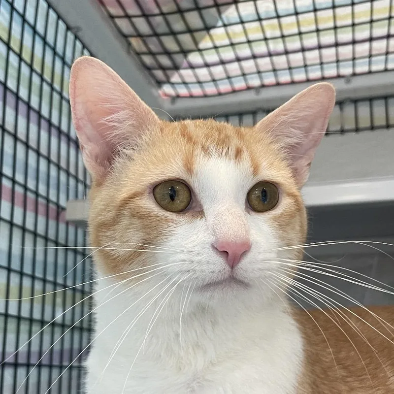 A young medium-sized male Orange / Red Domestic Short Hair cat named Alonzo for adoption in Chicago, IL