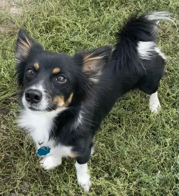 A young small-sized male Tricolor (Brown, Black, & White) Shetland Sheepdog / Sheltie dog named Oscar for adoption in Polson, MT