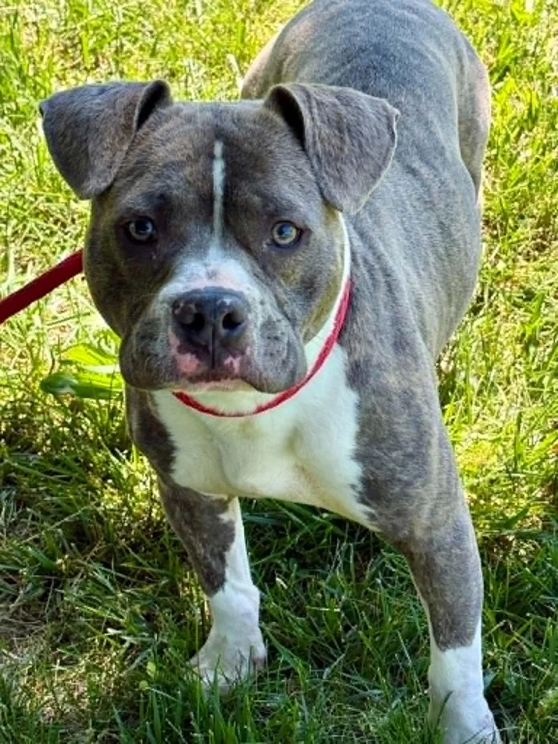 A young medium-sized male Brindle Pit Bull Terrier dog named Shorty for adoption in Springfield, IL