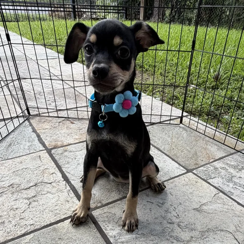 A baby small-sized female Black Chihuahua dog named Luna for adoption in Montgomery, TX