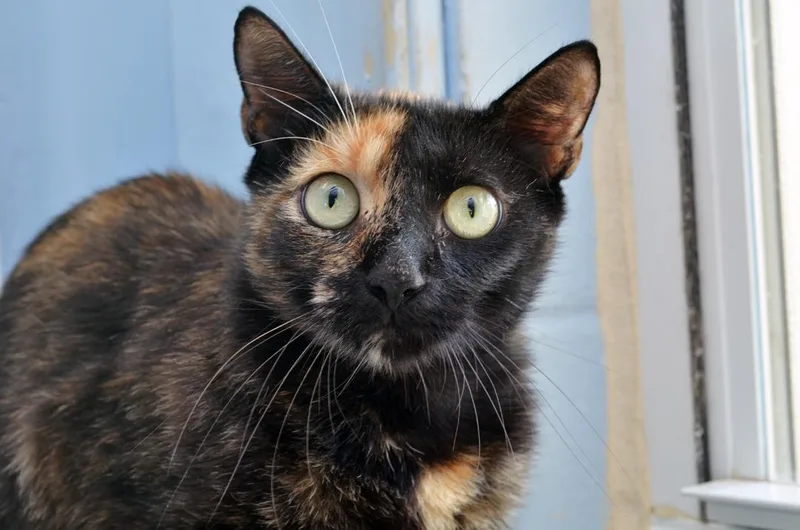 A young medium-sized female Tortoiseshell Domestic Short Hair cat named Firecracker for adoption in Sanford, FL