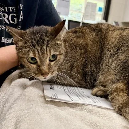 A senior medium-sized female Tabby (Brown / Chocolate) Domestic Short Hair cat named Safaria Leo for adoption in Athens, GA