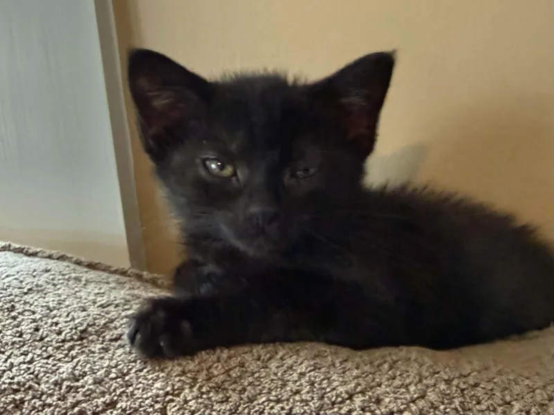 A baby small-sized female Domestic Short Hair cat named Loretta for adoption in Hull, MA