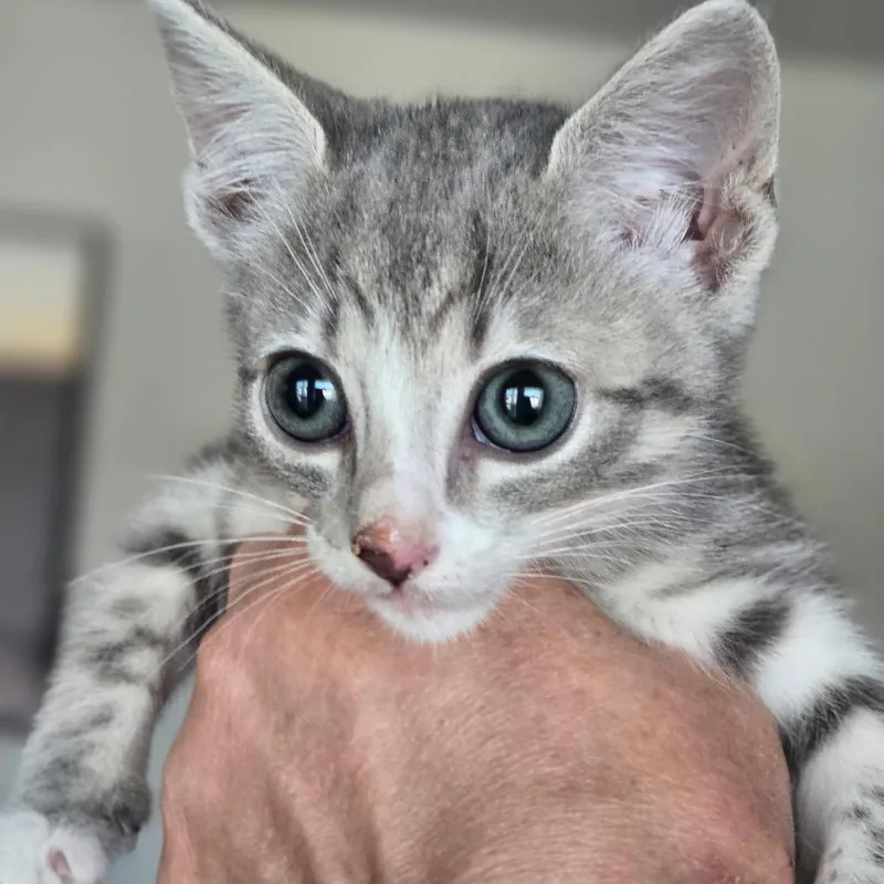 A baby small-sized female Gray / Blue / Silver Domestic Short Hair cat named Atlas for adoption in Midland, TX