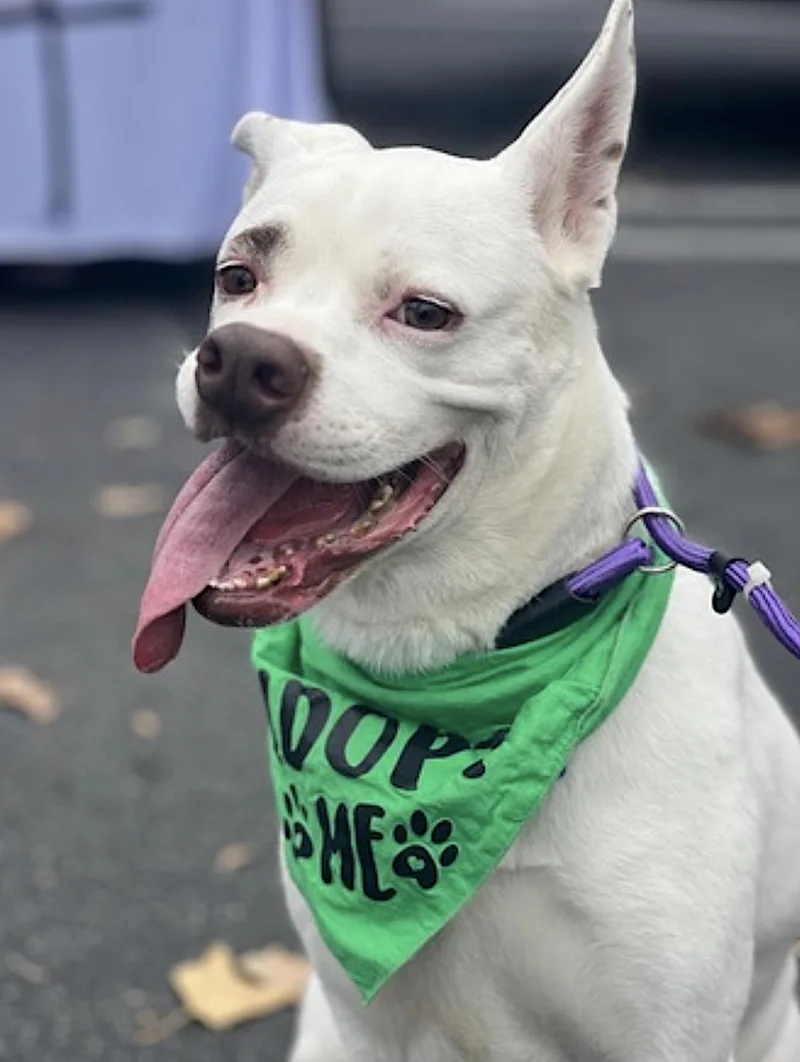 An adult medium-sized female White / Cream Boxer dog named Boots for adoption in Amherst, MA