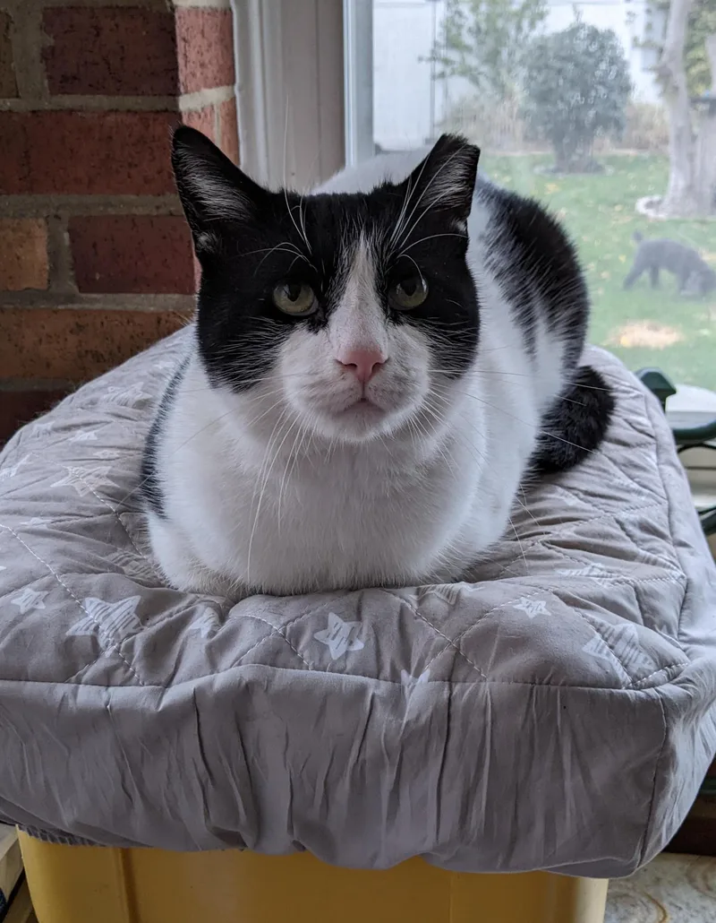 An adult medium-sized male Black Domestic Short Hair cat named Darling Buster for adoption in Warren, MI