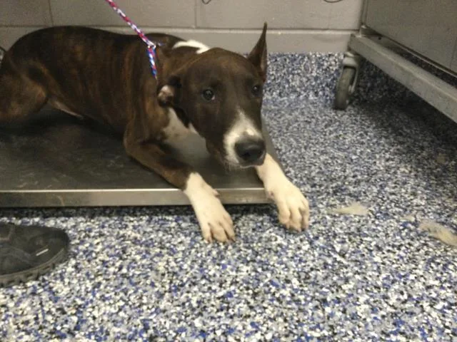 A young small-sized male Shepherd dog named Choco for adoption in Riverside, CA