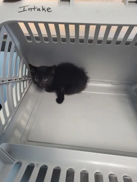 A baby small-sized male Domestic Short Hair cat named Kd Merlin for adoption in Lawrenceville, GA