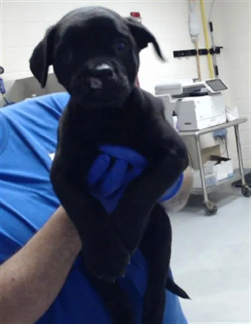 A baby small-sized male Pit Bull Terrier dog named Leo for adoption in Fayetteville, NC