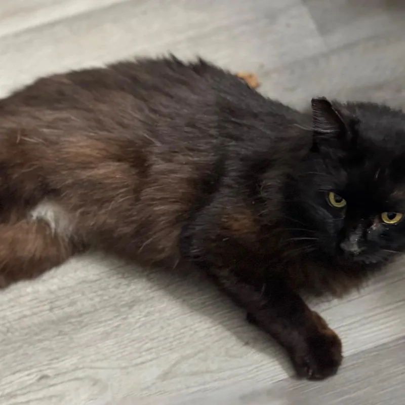 An adult small-sized male Black Domestic Long Hair cat named Grimstaff for adoption in Fredericksburg, VA