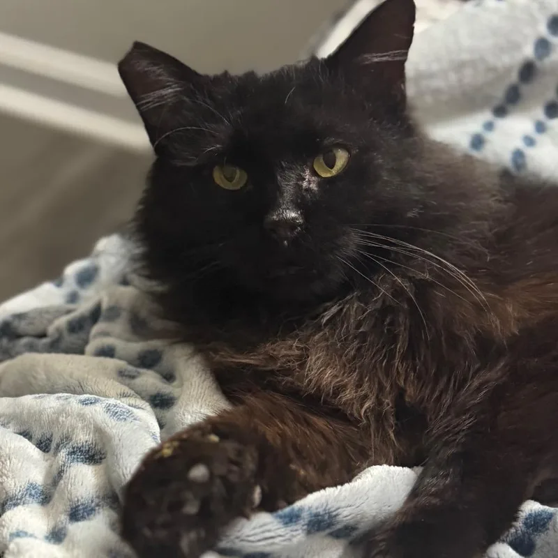 Grimstaff thumbnail 2