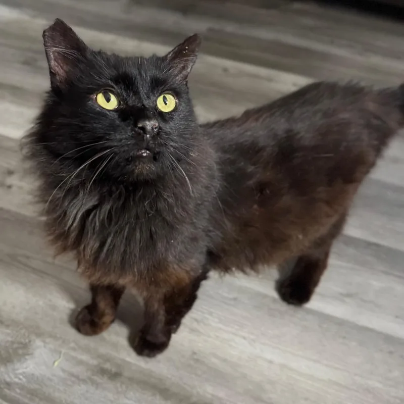 Grimstaff thumbnail 3