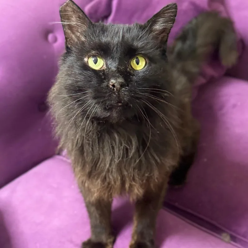 Grimstaff thumbnail 4