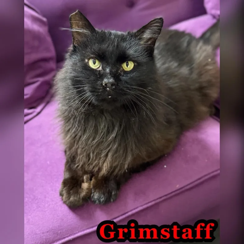 Grimstaff thumbnail 5