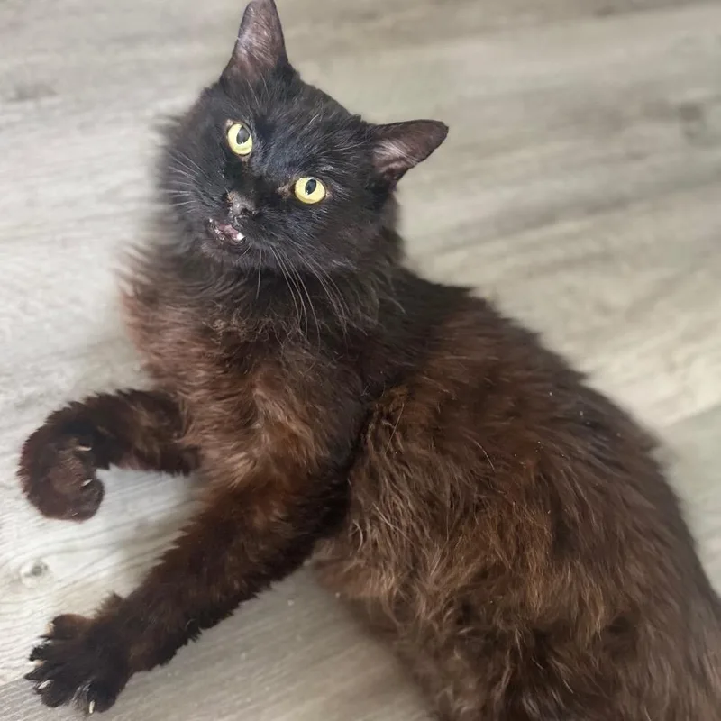 Grimstaff thumbnail 6