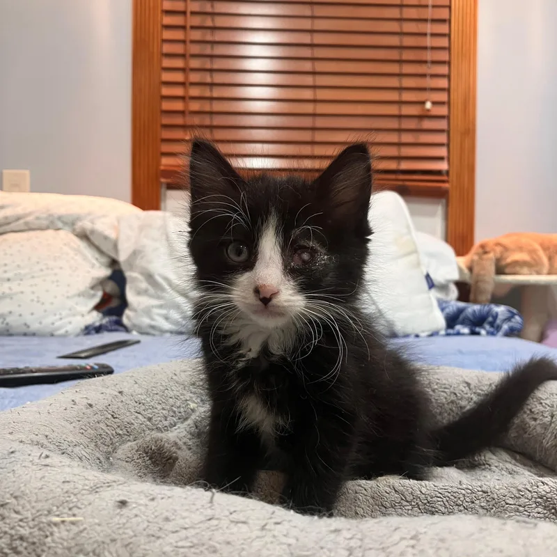 A baby medium-sized male Black & White / Tuxedo Domestic Long Hair cat named Flint for adoption in Moriches, NY