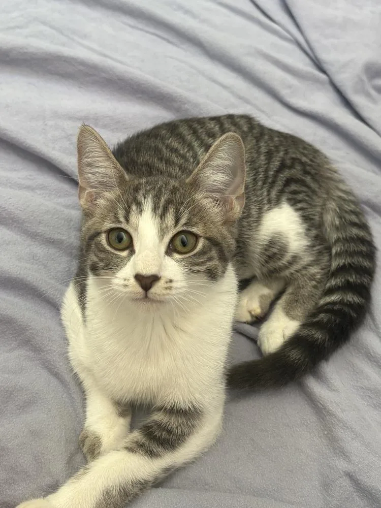 A baby small-sized female Gray & White Domestic Short Hair cat named Churu for adoption in Dallas, TX