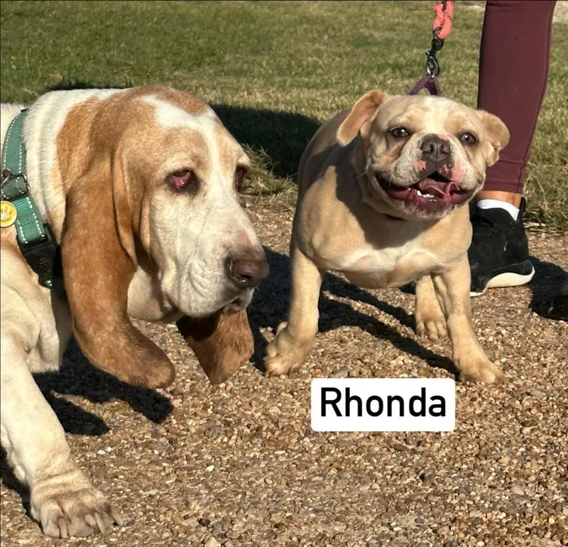 A baby small-sized female French Bulldog dog named Rhonda French for adoption in Saugus, MA