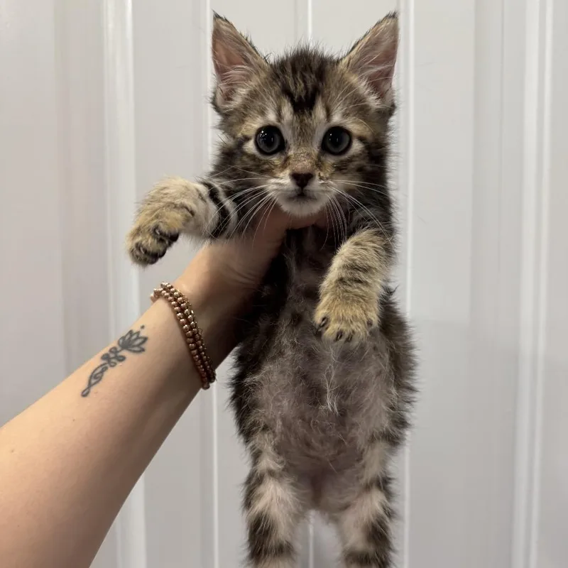 A baby medium-sized female Tabby (Brown / Chocolate) Domestic Short Hair cat named Stella for adoption in Chattanooga, TN