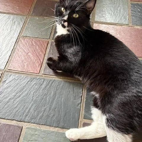 An adult medium-sized male Black & White / Tuxedo Domestic Short Hair cat named Ralph Lauren for adoption in Philadelphia, PA