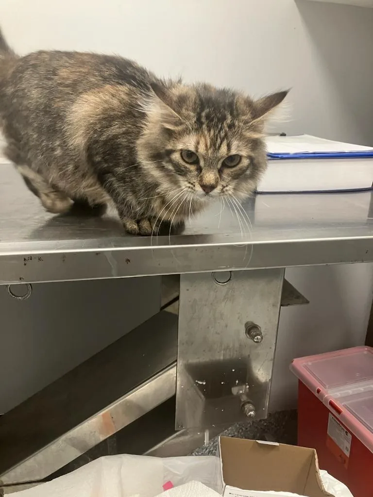 A young small-sized female Domestic Short Hair cat named Mrs. Whiskers for adoption in Angola, IN