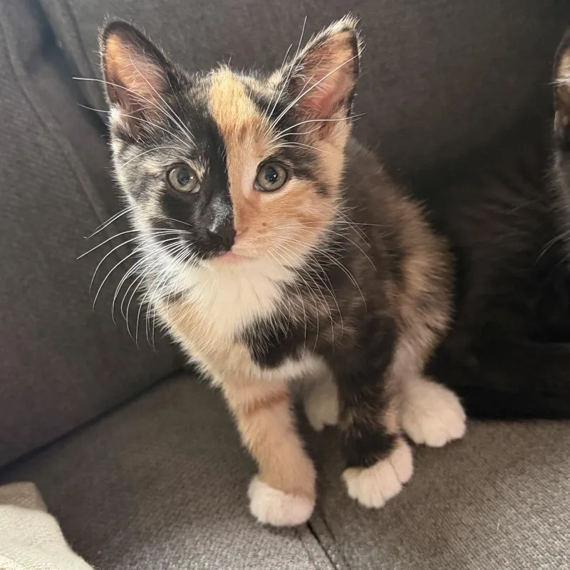 A baby small-sized female Calico Domestic Short Hair cat named Snickers Pie for adoption in Potomac, MD