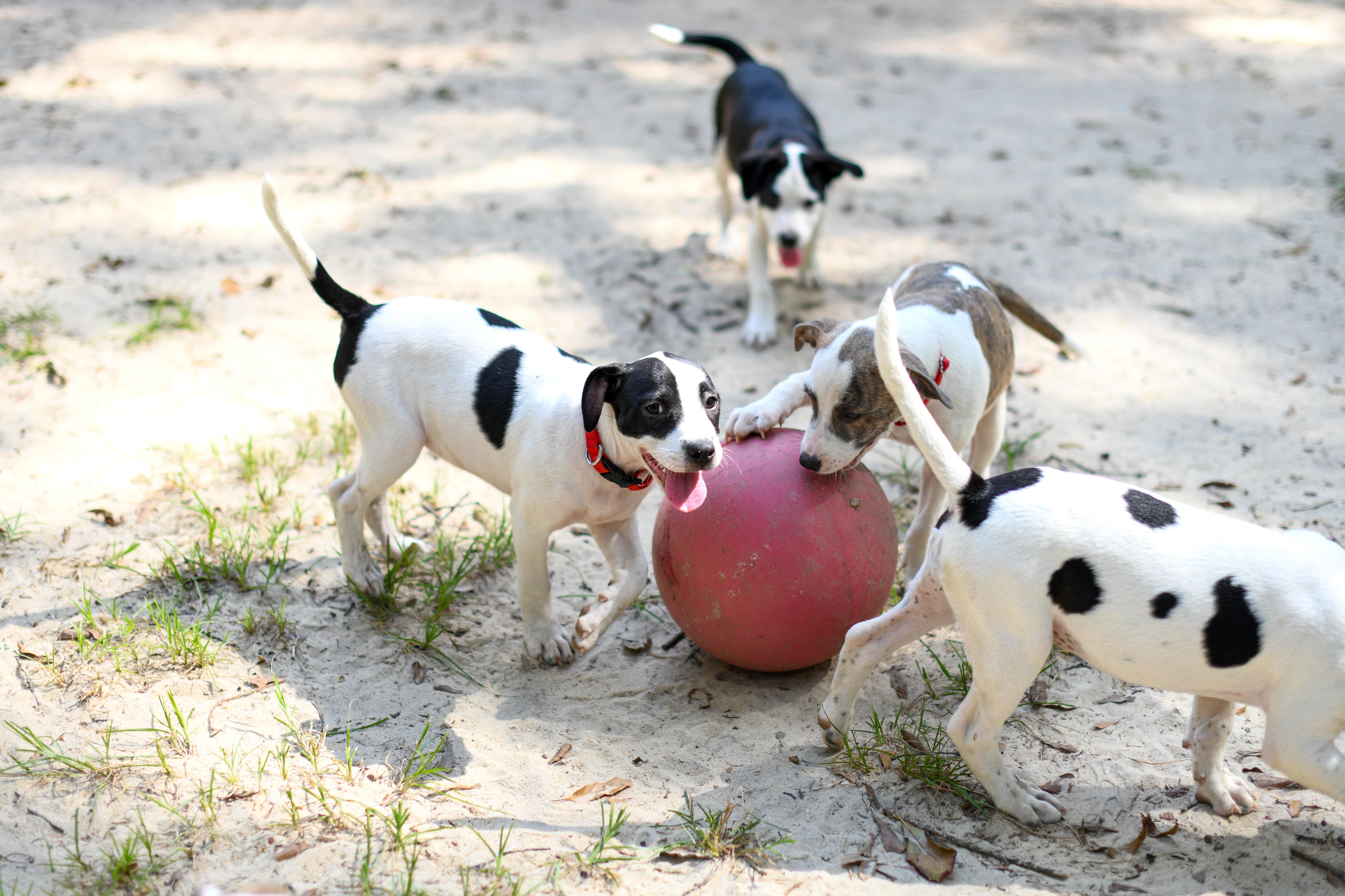 A baby medium-sized female White / Cream Mixed Breed dog named Bindi for adoption in BONIFAY, FL