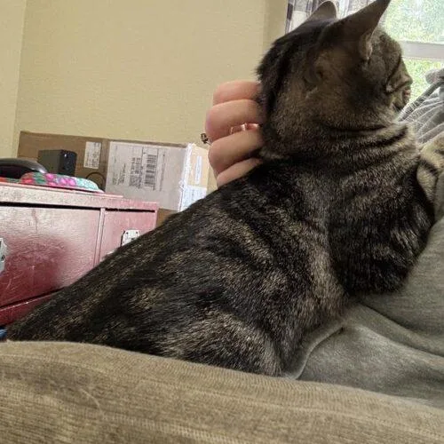 A young small-sized female Tabby (Gray / Blue / Silver) Domestic Short Hair cat named Laiken for adoption in Tampa, FL