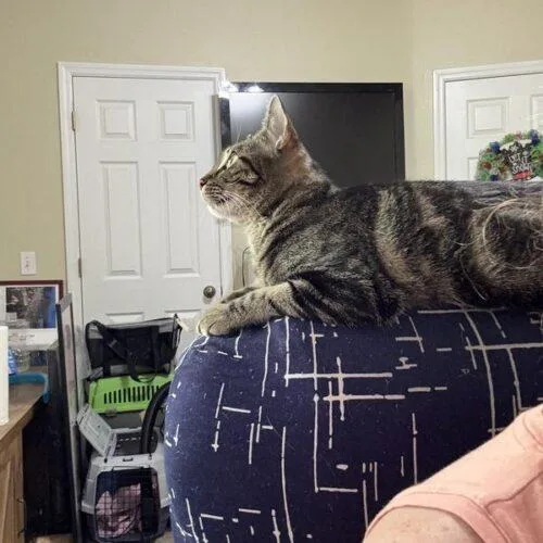 Laiken thumbnail 4