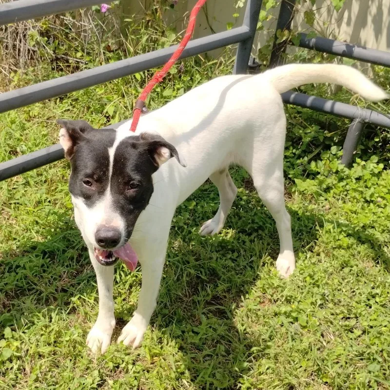 Harley Quinn D thumbnail 2