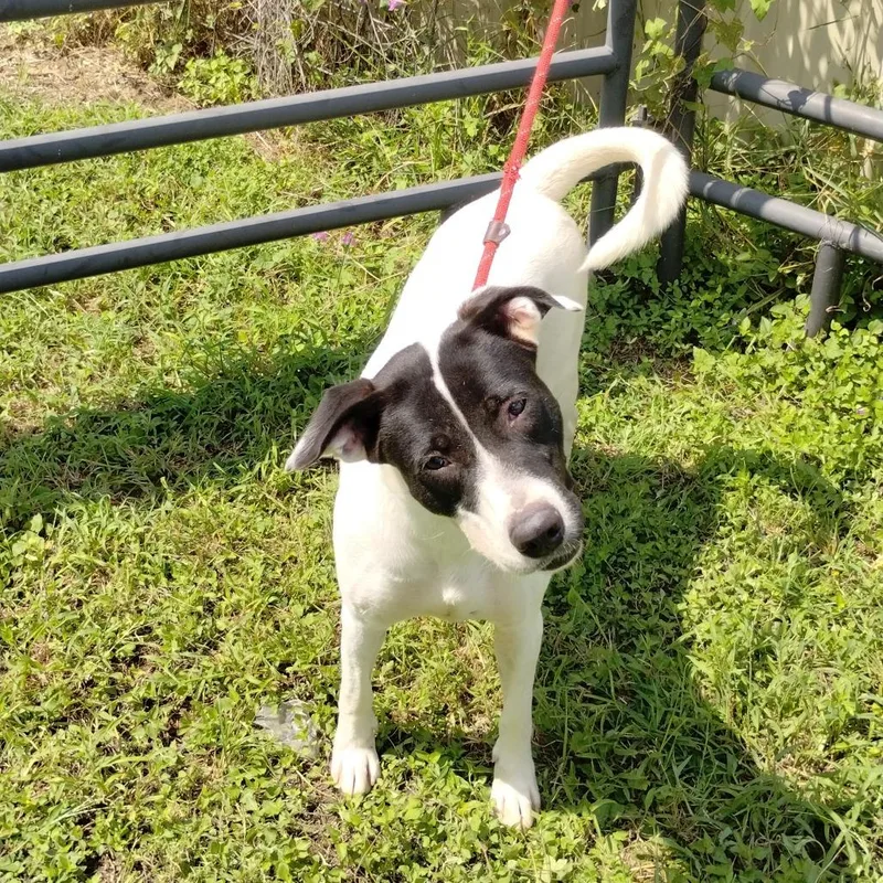 Harley Quinn D thumbnail 3