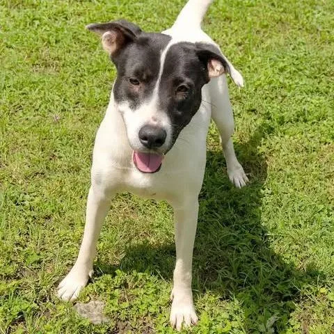 Harley Quinn D thumbnail 4