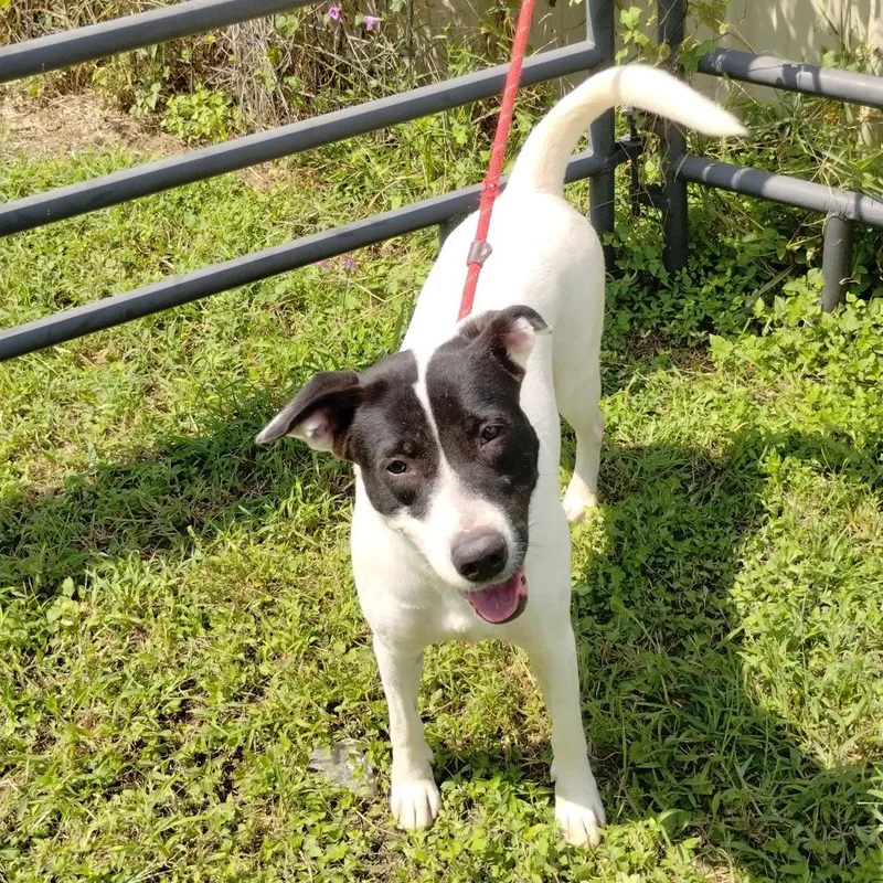 Harley Quinn D thumbnail 5