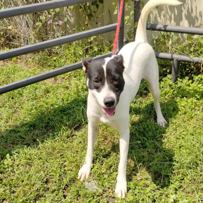 Harley Quinn D thumbnail 6