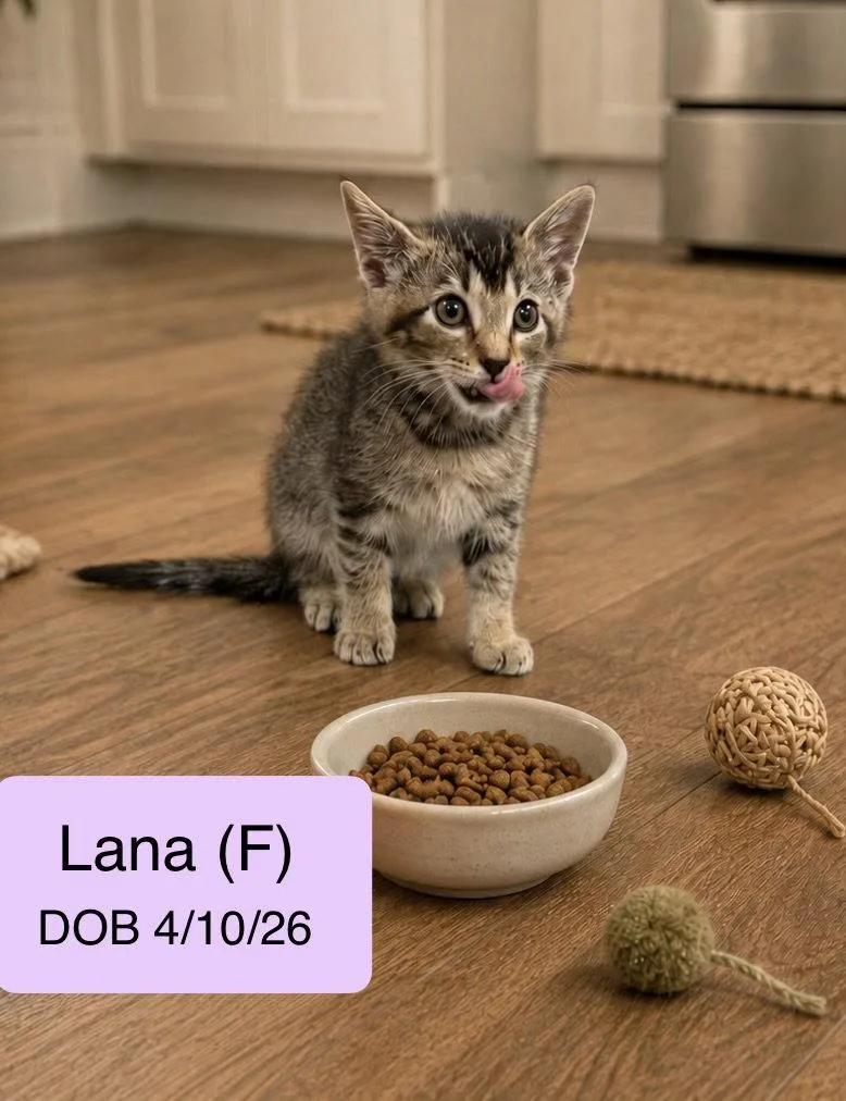 A baby medium-sized female Tabby cat named Lana for adoption in Vacaville, CA