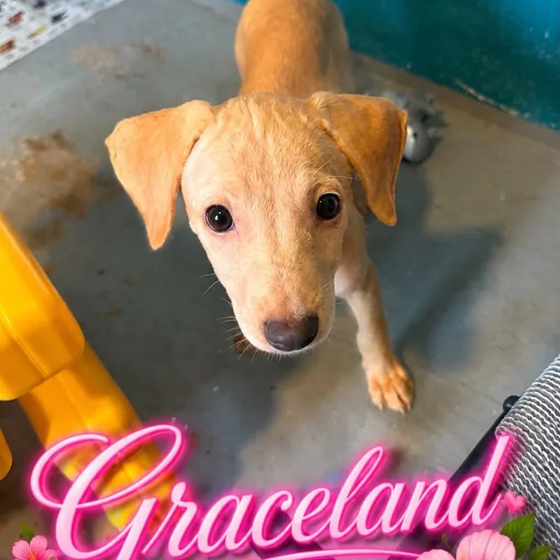 A baby medium-sized female Hound dog named Graceland for adoption in ISABELA, PR