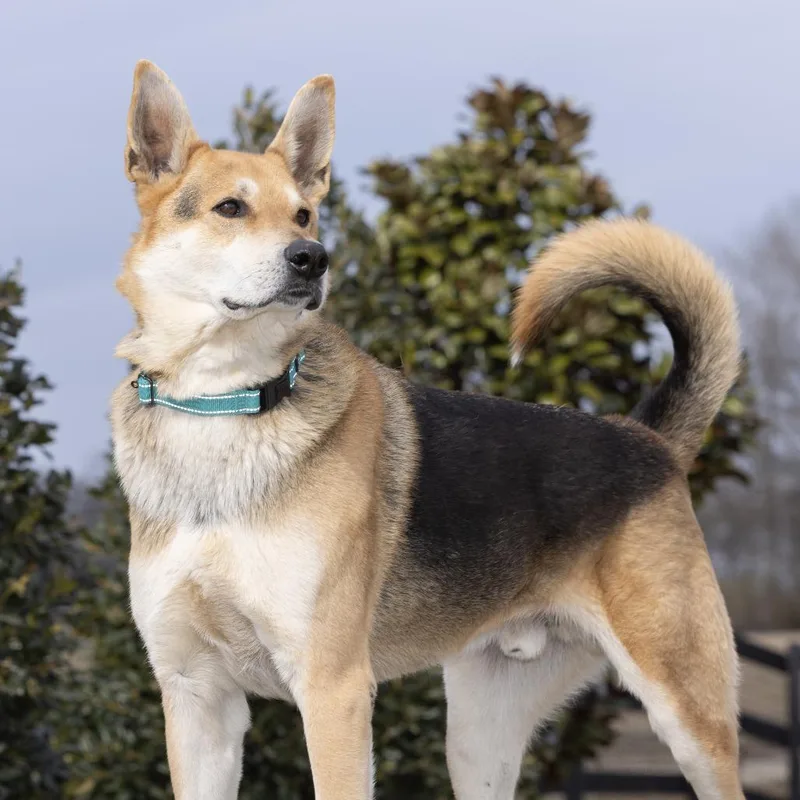 An adult large-sized male Brown / Chocolate Mixed Breed dog named Korvo for adoption in Franklin, TN