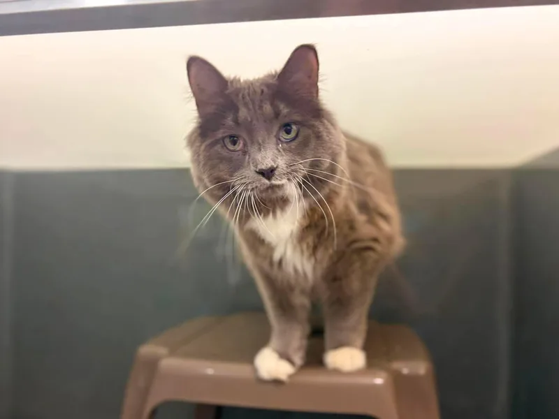 A young medium-sized female Gray & White Domestic Long Hair cat named Bebe for adoption in Paris, ME